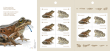 Load image into Gallery viewer, Canadian Postage: 2024 Endangered Frogs Domestic Stamps