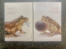 Load image into Gallery viewer, Canadian Postage: 2024 Endangered Frogs Domestic Stamps