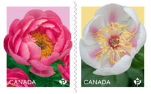 Load image into Gallery viewer, Canadian Postage: 2025 Peonies Domestic Stamps