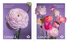 Load image into Gallery viewer, Canadian Postage: 2023 Ranunculus Domestic Stamps