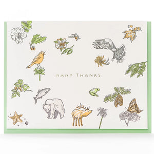 Greeting Card: Many Thanks