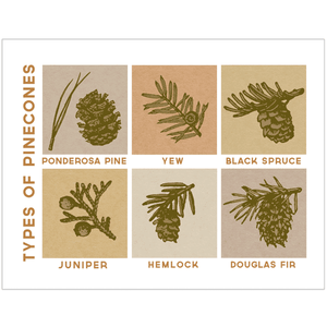 Greeting Card: TYPES OF PINECONES