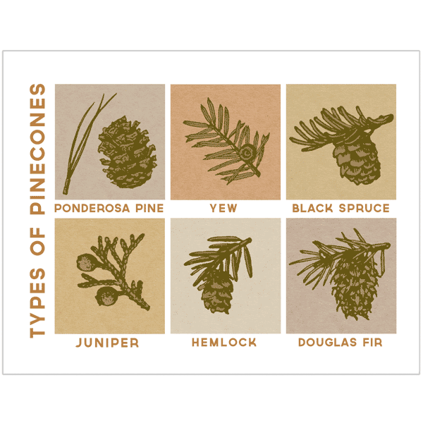 Greeting Card: TYPES OF PINECONES