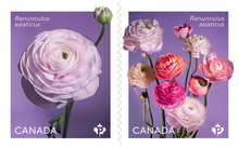 Load image into Gallery viewer, Canadian Postage: 2023 Ranunculus Domestic Stamps
