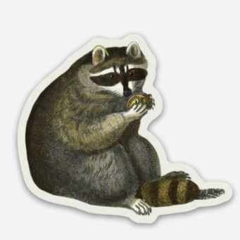 Sticker: The Unbothered Raccoon